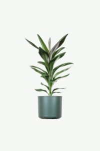 plants-ecommerce-product-featured-img-20