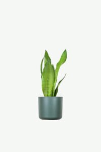 plants-ecommerce-product-featured-img-3