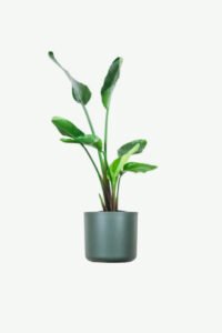 plants-ecommerce-product-featured-img-4 plants-ecommerce-product-featured-img-4