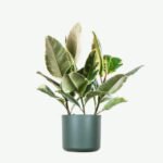 Calathea Beauty Star plants ecommerce product featured img 7