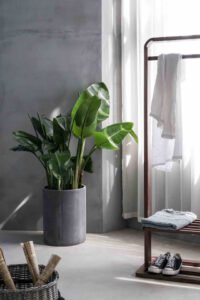 plants-shop-product-gallery-img-12 plants-shop-product-gallery-img-12