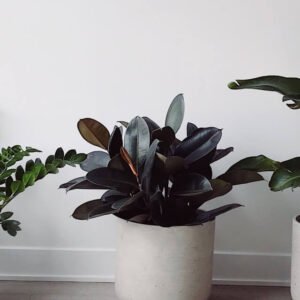 Home plants shop product gallery img 13