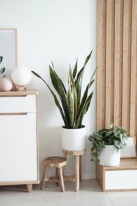 plants-shop-product-gallery-img-8